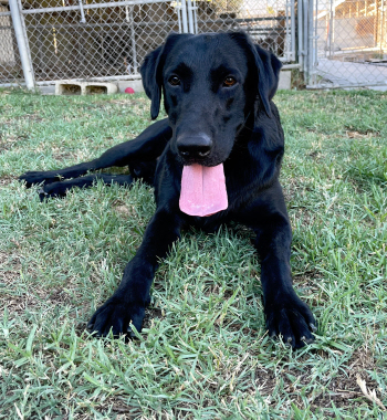 Dan 